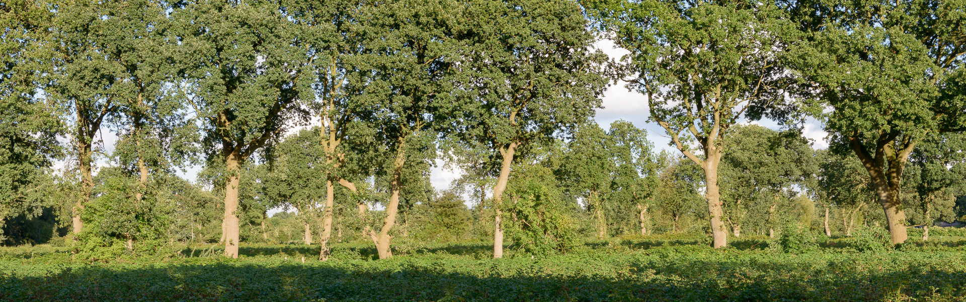 Houtsingel-coulissenlandschap-grootegast