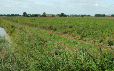 wijk-in-veenkoloniaallandschapkielwindeweer