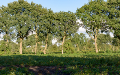 Houtsingel-coulissenlandschap-grootegast