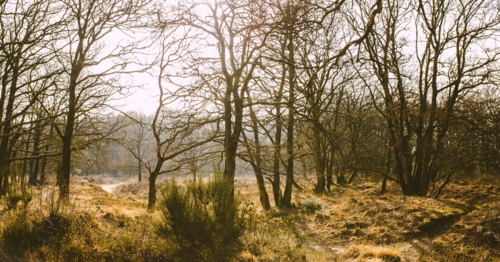 Appelbergen bos